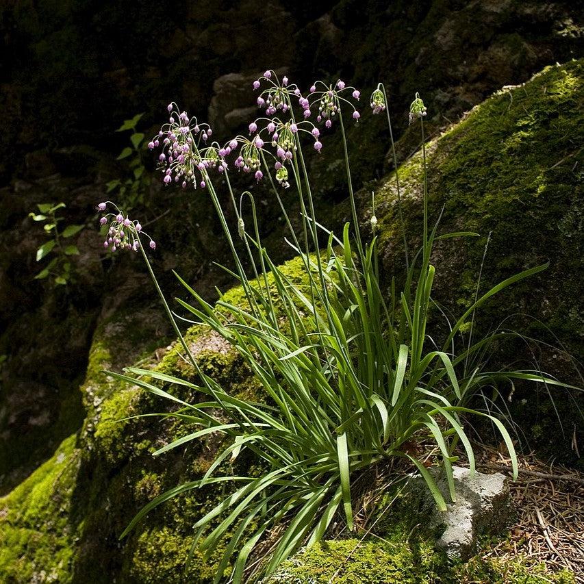 Allium cernuum  - Nodding Onion