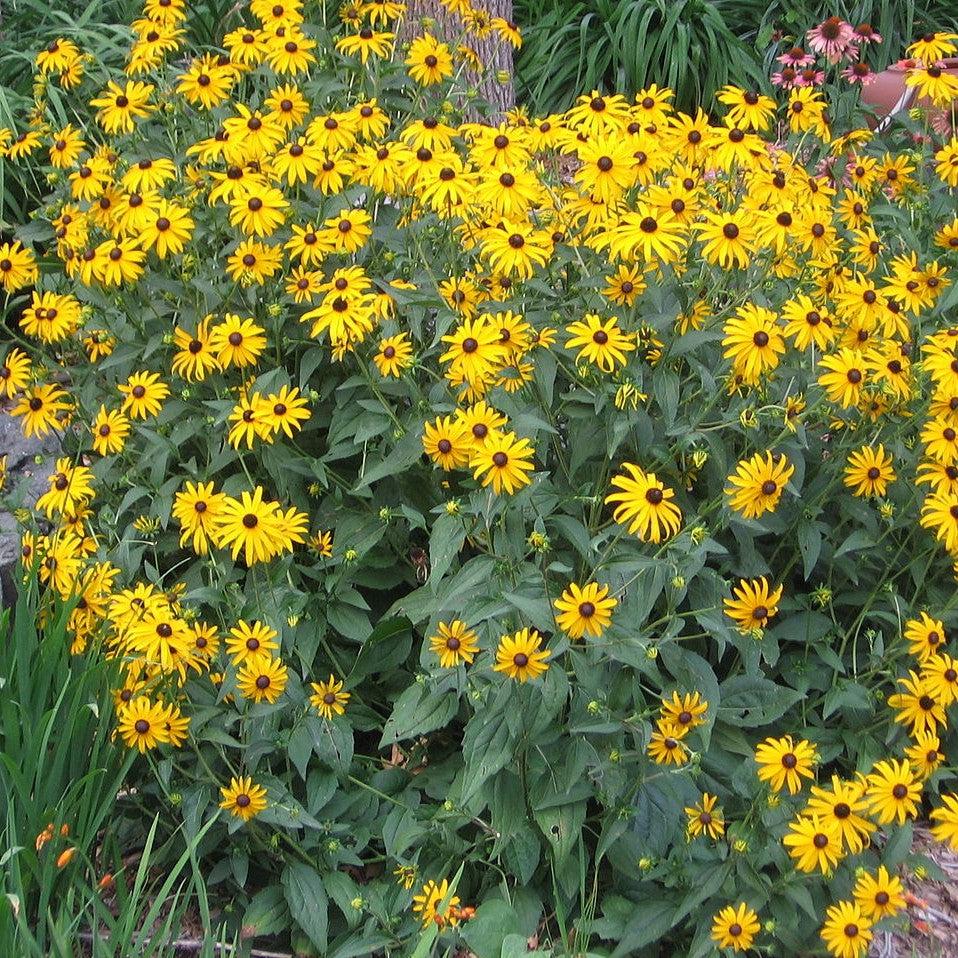 Rudbeckia hirta  - Black-Eyed Susan