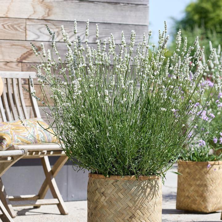 Lavandula x intermedia 'Hillav'  - Exceptional™ Lavender