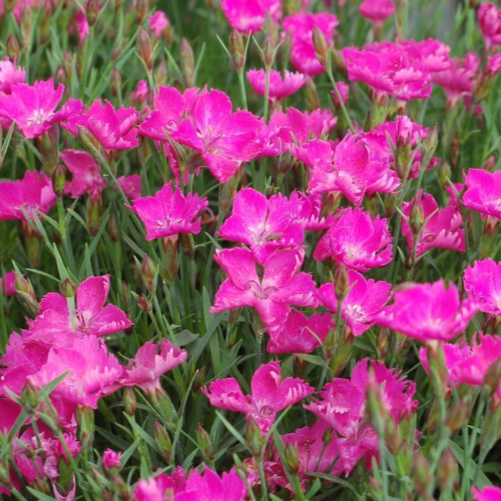 Dianthus x 'Kahori'  - Sunflor® Kahori® Dianthus