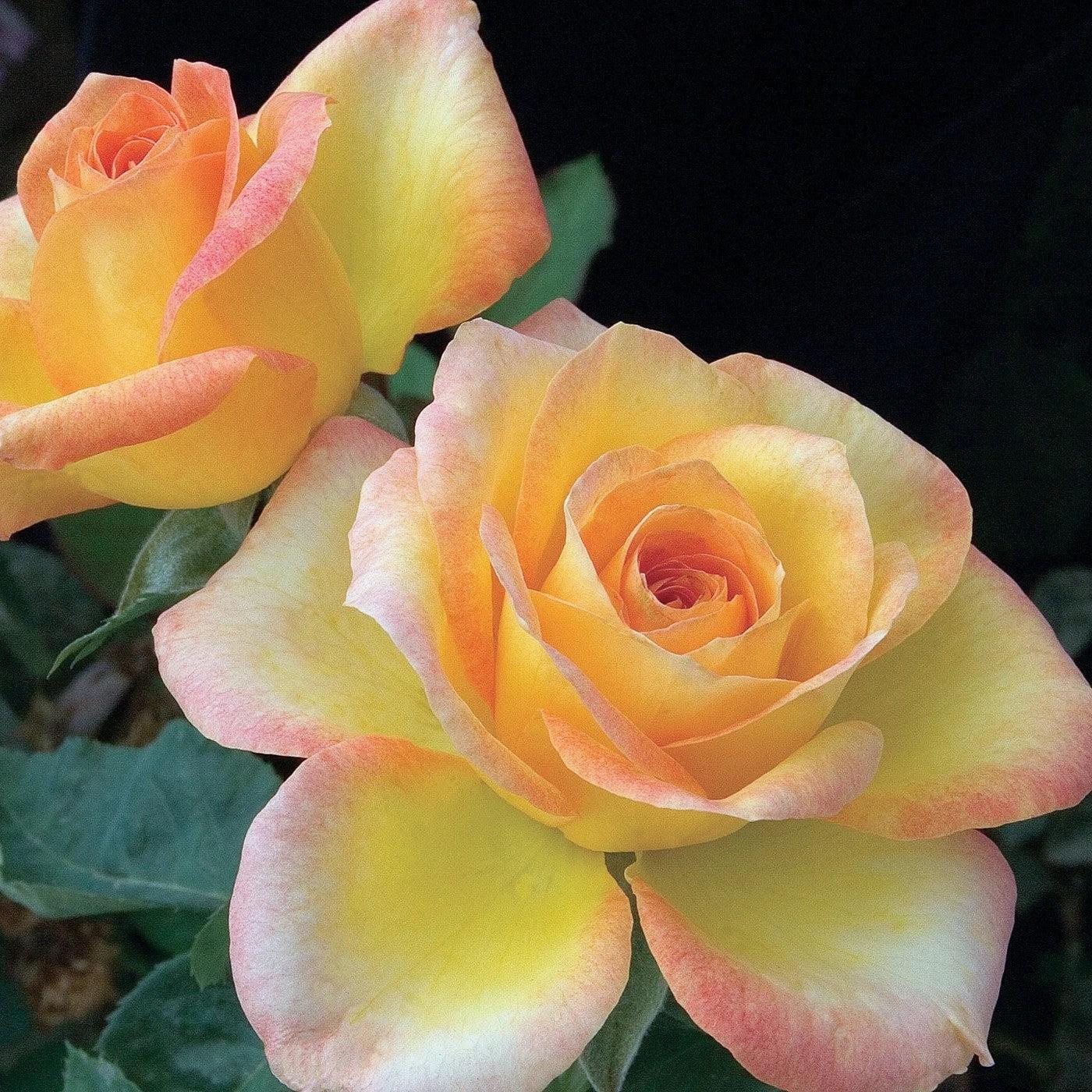 Rosa 'Aroyqueli'  - Gold Medal® Rose