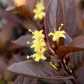 Diervilla rivularis 'SMNDSN'  - Kodiak® Jet Black Honeysuckle