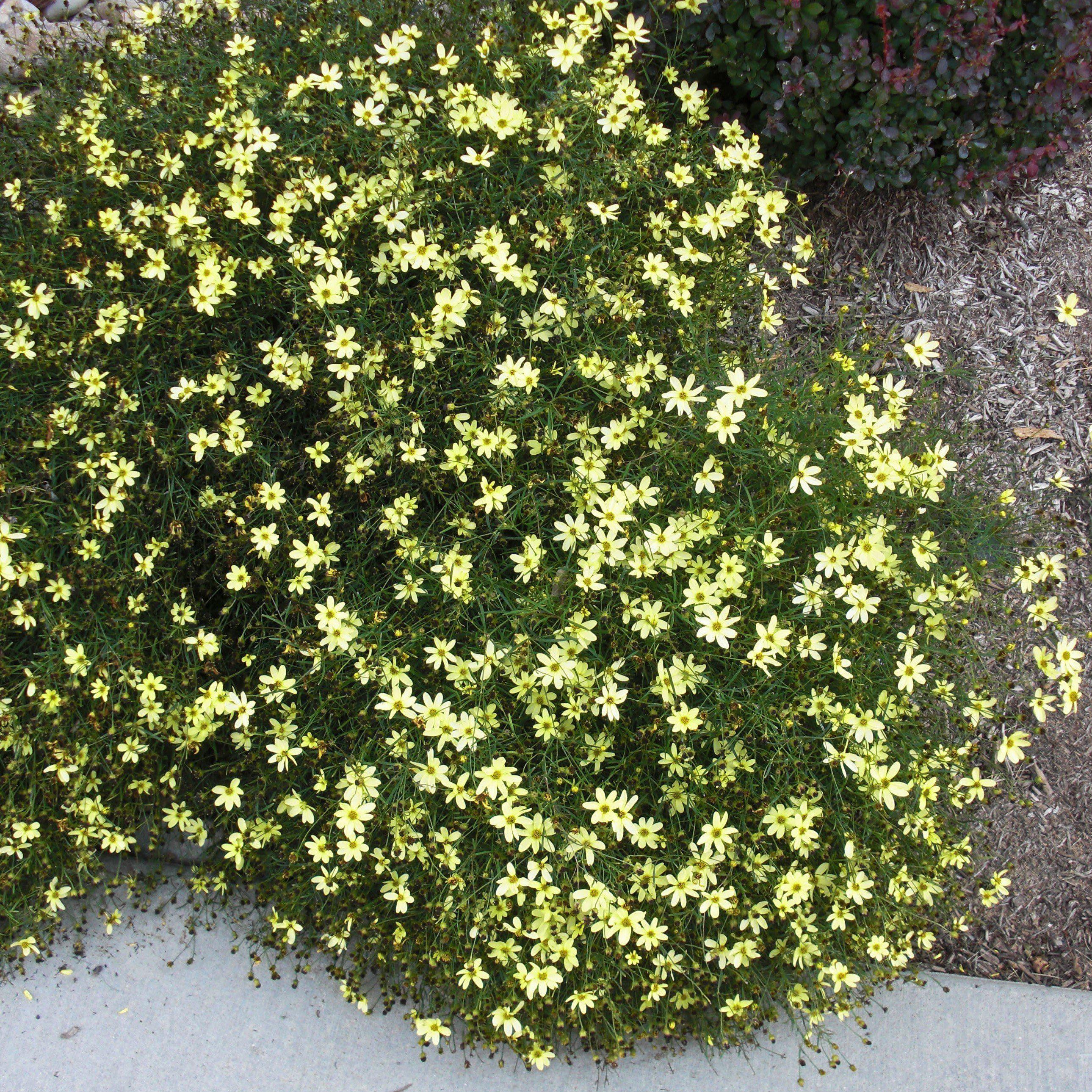 Coreopsis verticillata 'Moonbeam'  - Moonbeam Threadleaf Coreopsis