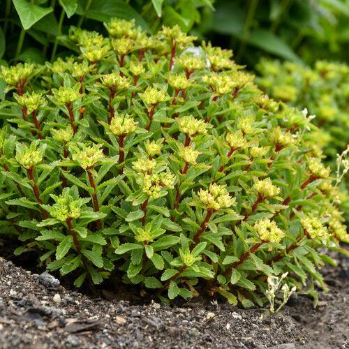 Sedum 'Bright Idea'  - PW® Rock 'N Round® Bright Idea Stonecrop