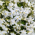 Phlox subulata 'Spring White'  - Spring White Creeping Phlox