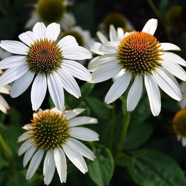 Echinacea purpurea 'PowWow White'  - PowWow® White Echinacea, Coneflower