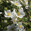 Happy Face® White Potentilla