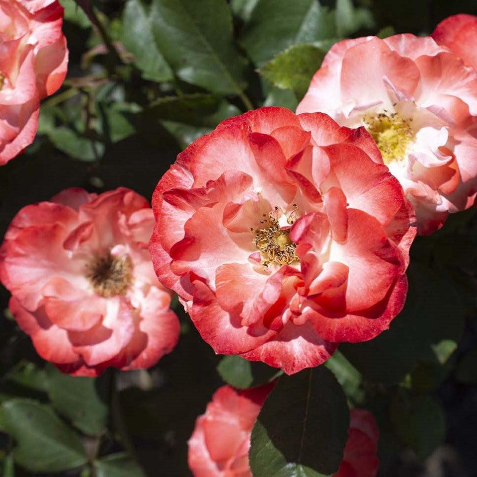 Rosa 'KORbaymun'  - Color Splash™ Rose