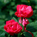 Rosa 'Meipeporia'  - OSO Easy® Double Red Rose