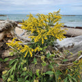 Solidago sempervirens  - Seaside Goldenrod