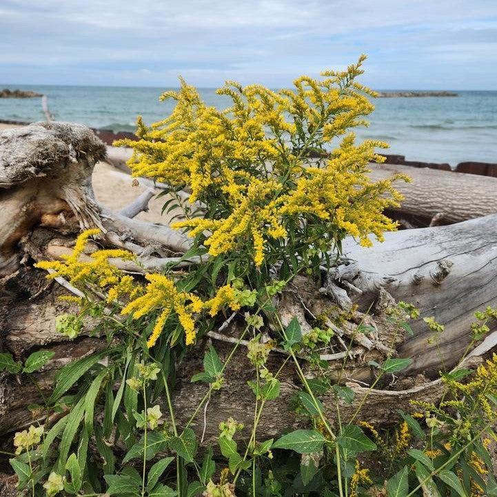 Solidago sempervirens  - Seaside Goldenrod