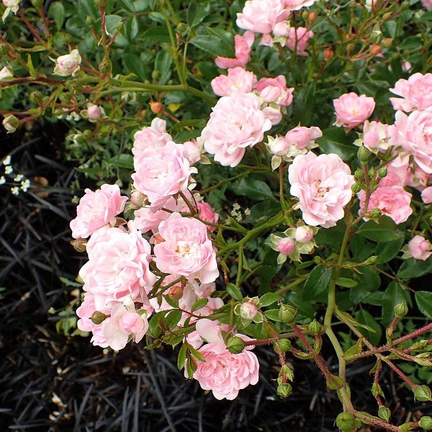 Fariry Roses Rosa 'The Fairy' - The Fairy Rose – Green Valley Garden Supply