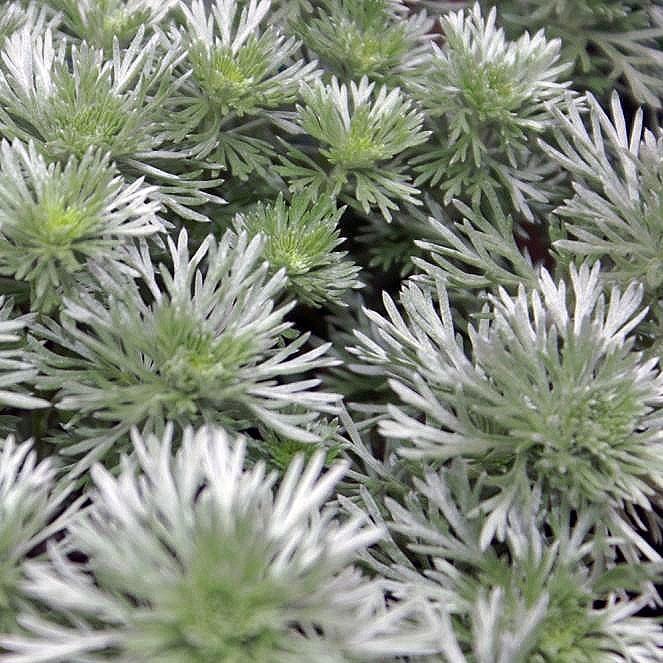 Silver Mound Wormwood (Artemisia schmidtiana) — Aromatic Silver Foliage Perennial