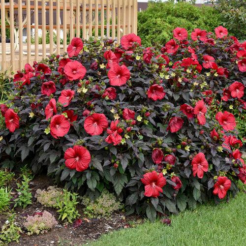 Hibiscus 'Holy Grail'  - Summerific® Holy Grail Hibiscus