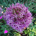 Allium cristophii  - Star of Persia