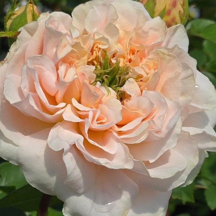 Rosa 'Aussaucer'  - Evelyn® Rose