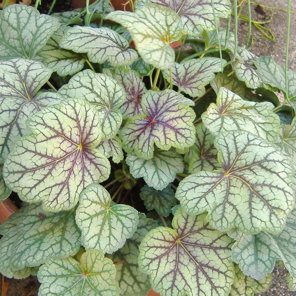 Green Spice Coral Bells (Heuchera americana) — Native Shade Perennial