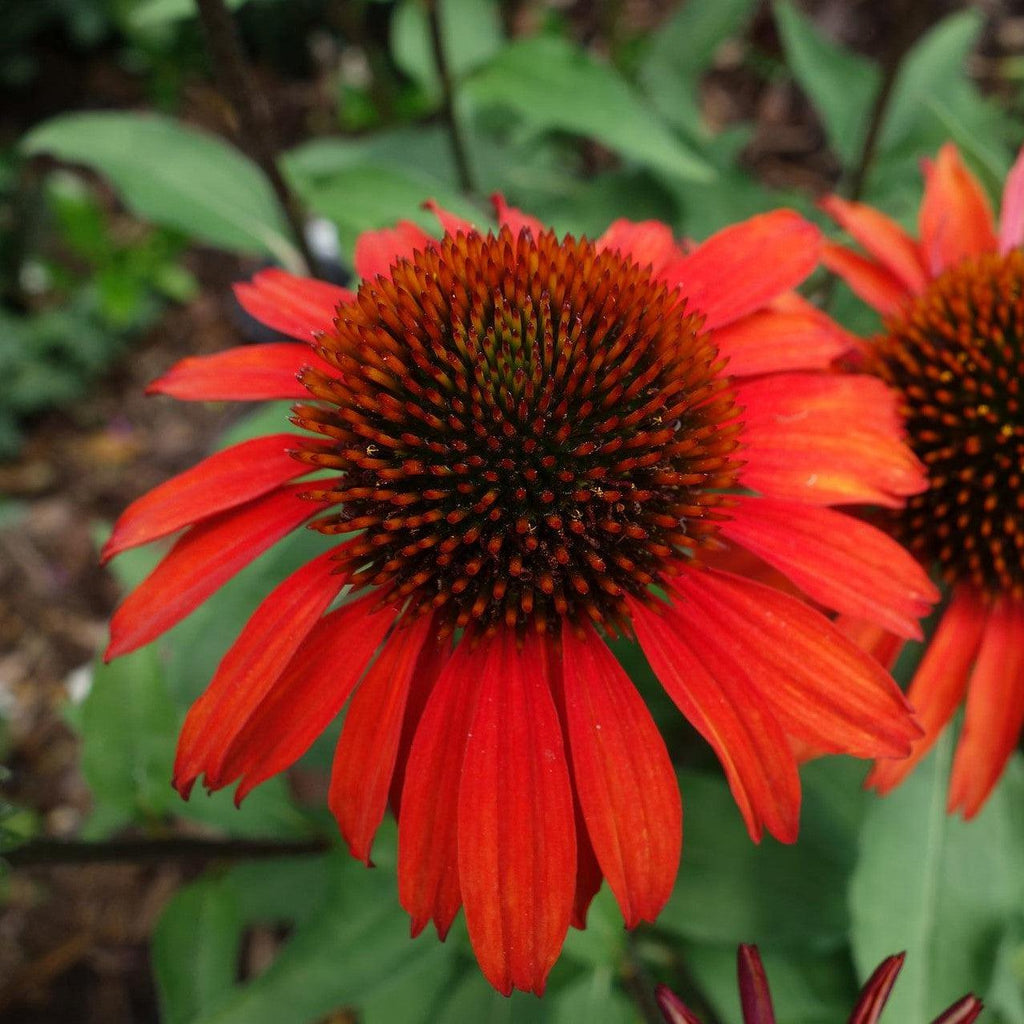 Echinacea 'Panama Red'  - Panama® Red Coneflower