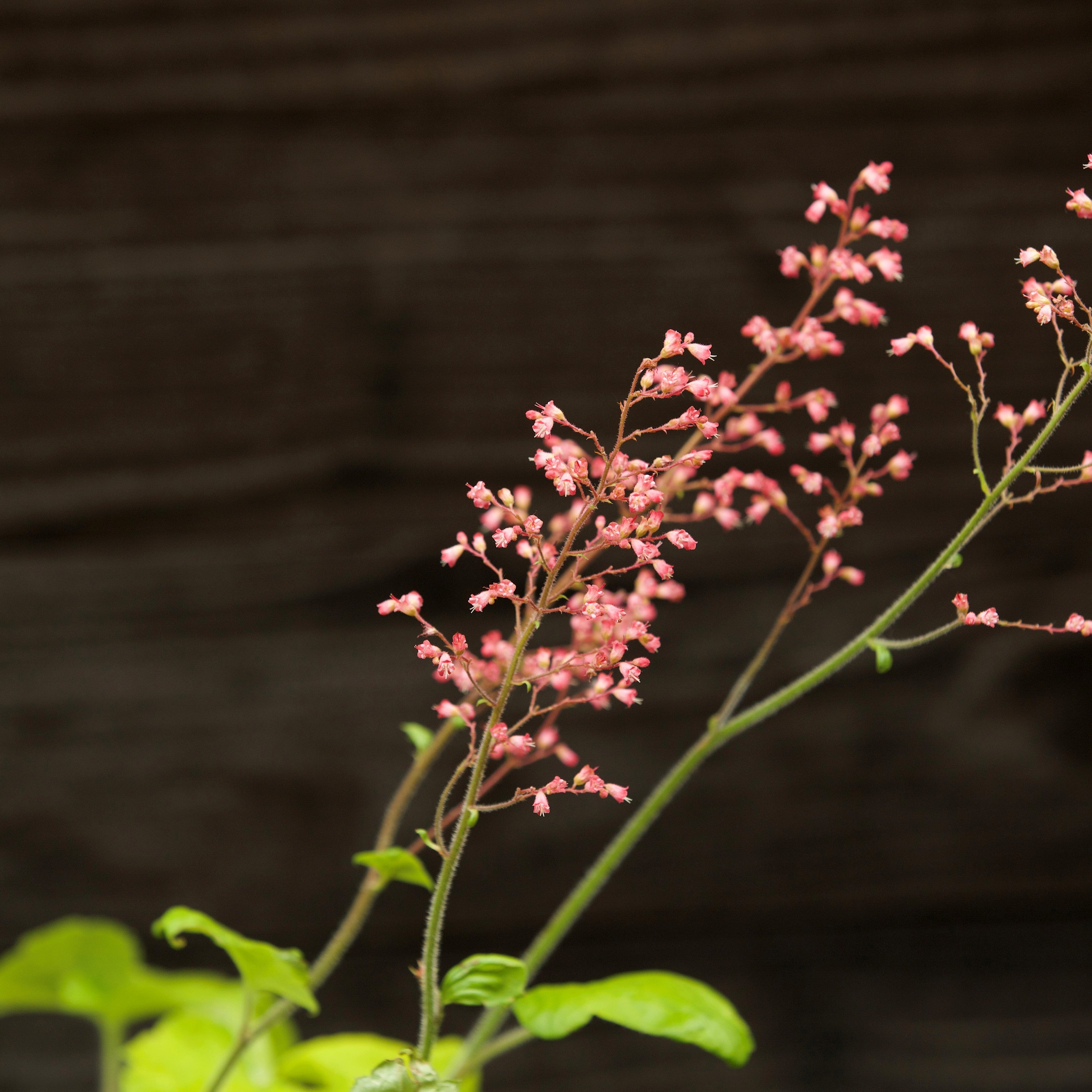 Heuchera 'Pistachio Ambrosia'  - Primo® Pistachio Ambrosia Heuchera