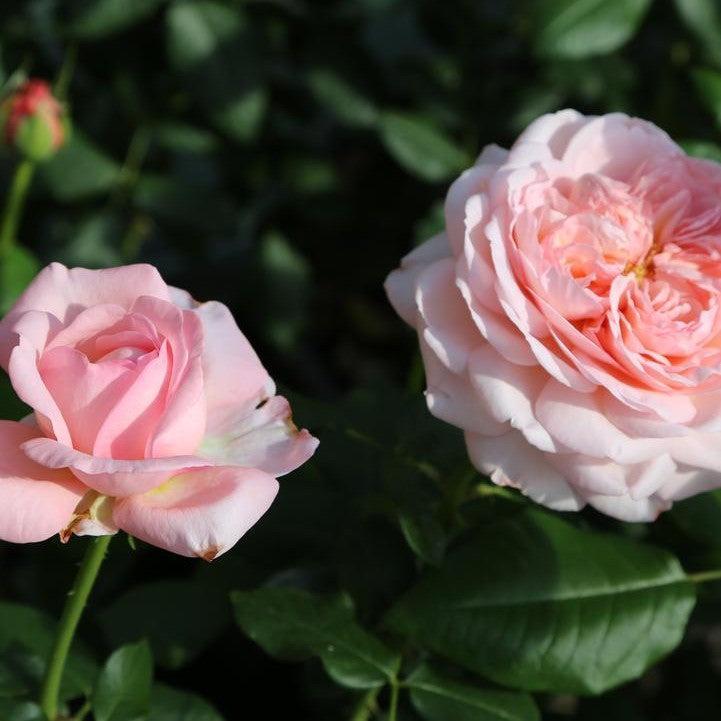 Rosa 'Meiffable'  - Martha Stewart™ Rose