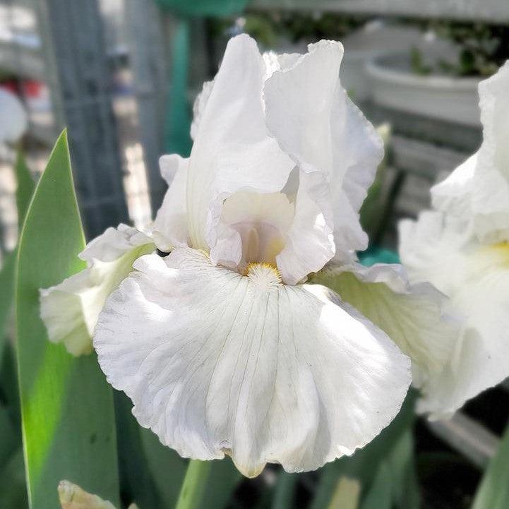 Iris germanica 'Renown'  - Renown Bearded Iris