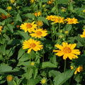 Heliopsis helianthoides 'Tuscan Sun'  - Tuscan Sun False Sunflower