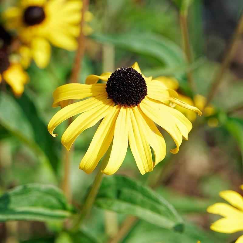 Rudbeckia 'American Gold Rush'  - American Gold Rush Black-Eyed Susan