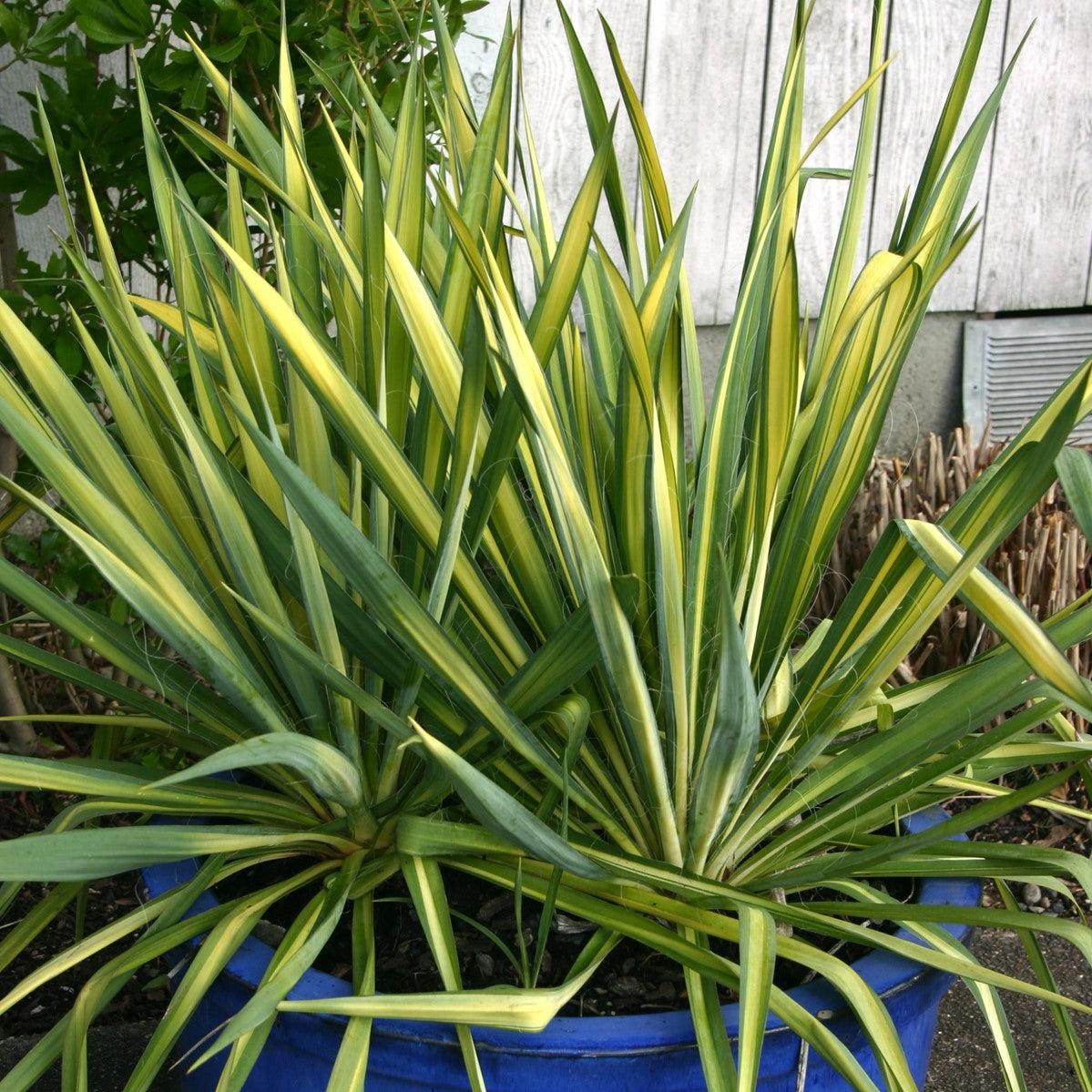Yucca filamentosa 'Color Guard'  - Color Guard Adam's Needle, Yucca