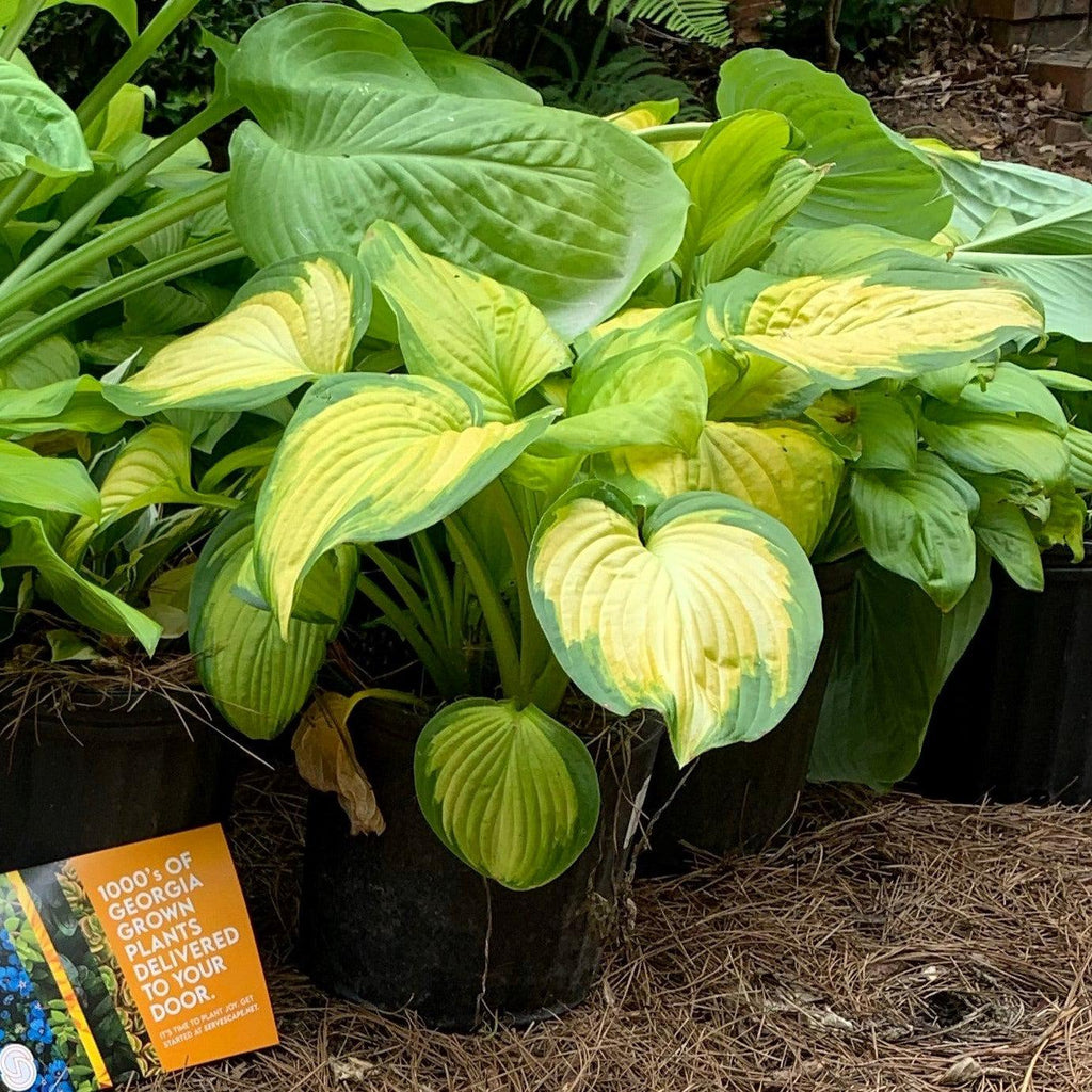 Stained Glass Hosta — Large Gold & Green Fragrant Shade Perennial