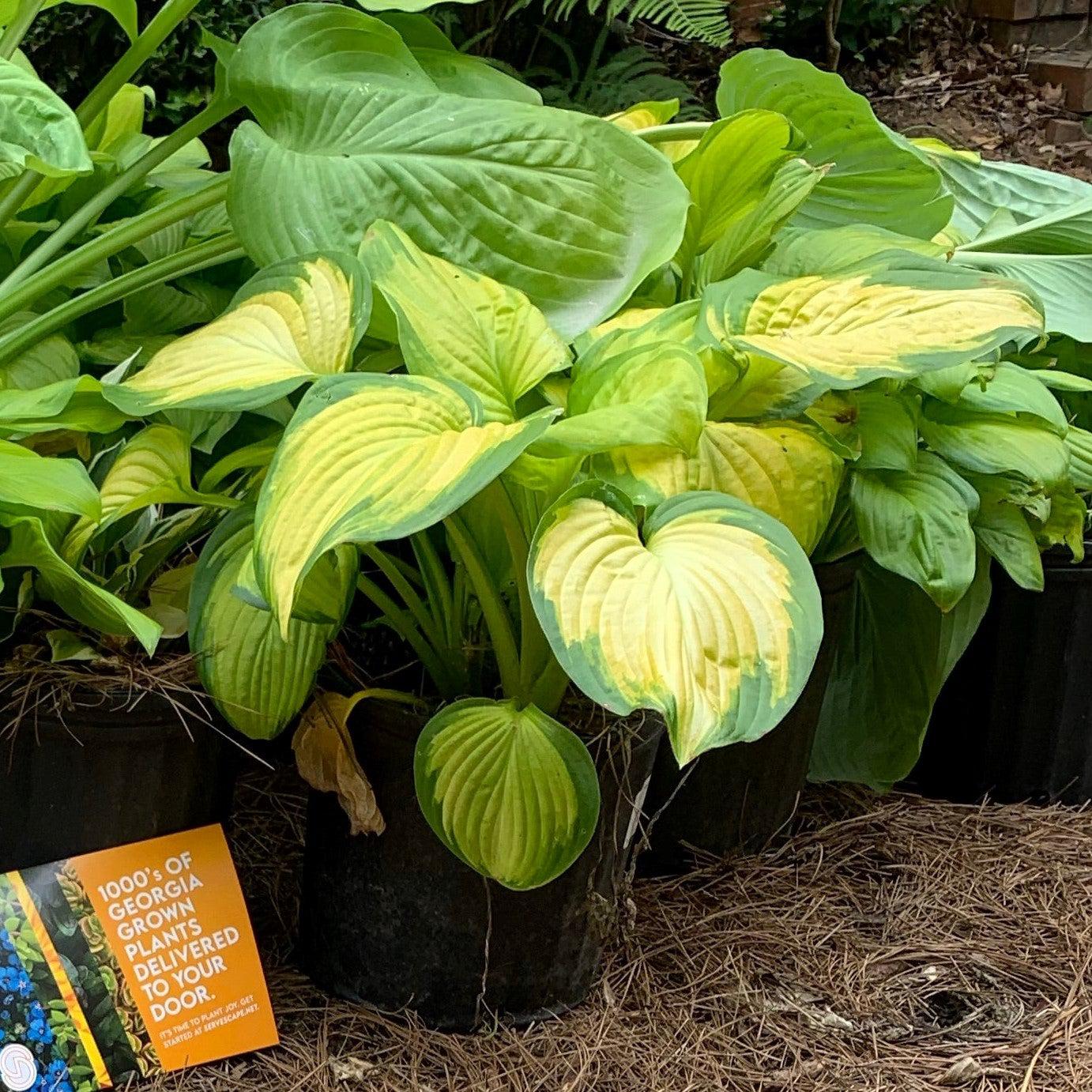 Stained Glass Hosta — Large Gold & Green Fragrant Shade Perennial