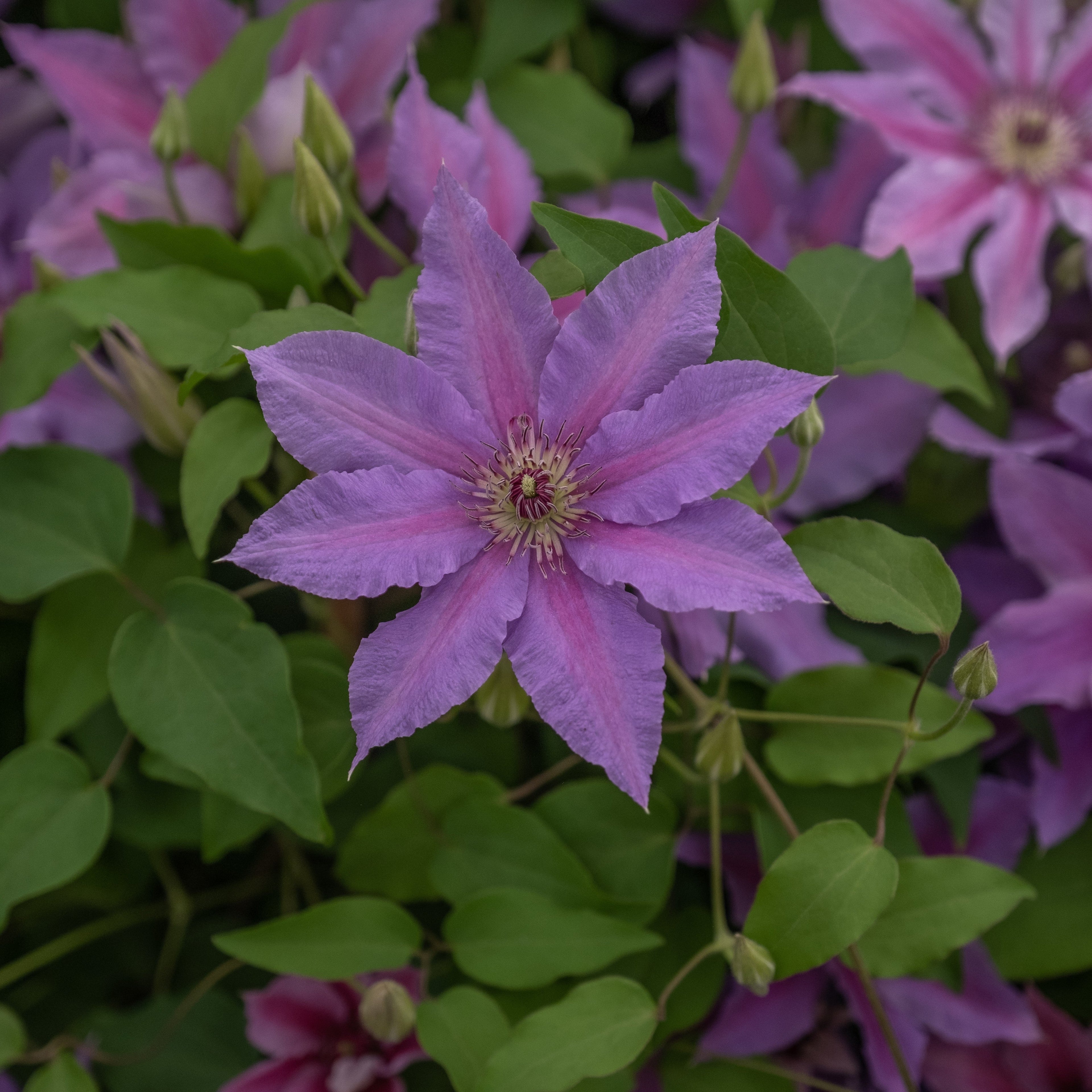 Clematis 'EviGsy151'  - Tumaini™ Clematis