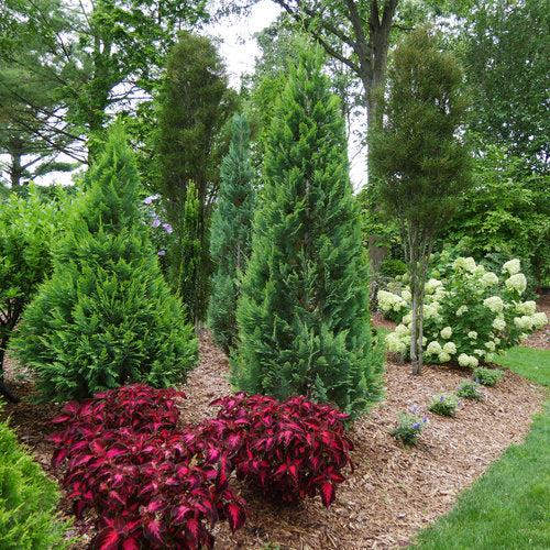 Chamaecyparis lawsoniana ‘SMNCLGTB’  - Pinpoint® Blue & Gold False Cypress