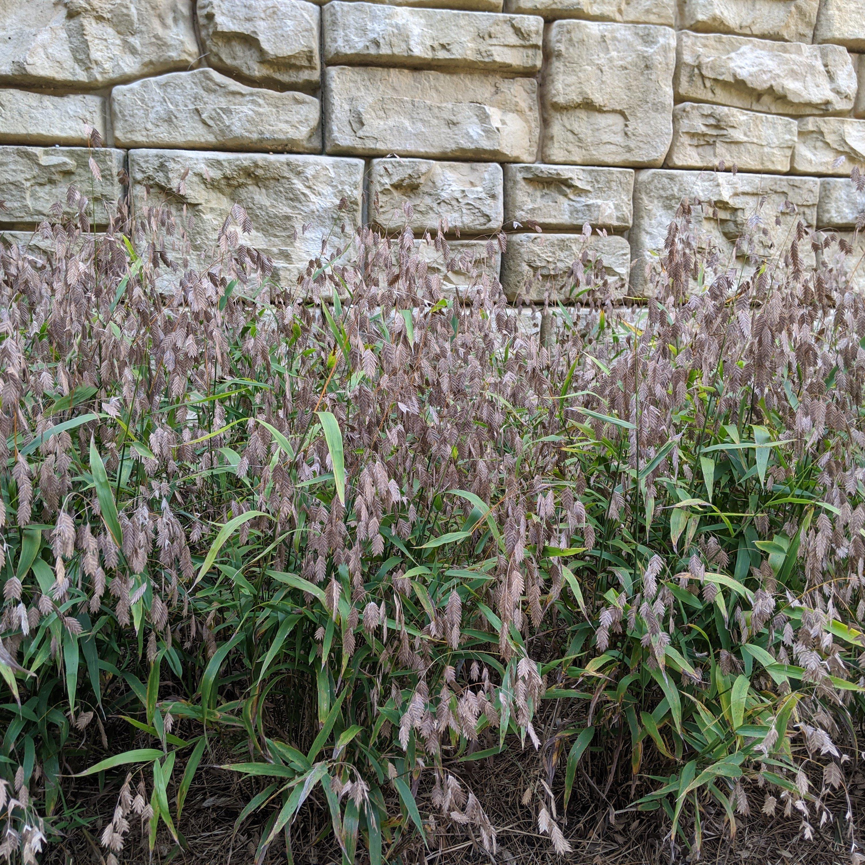 Chasmanthium latifolium  - River Oats, Inland Sea Oats