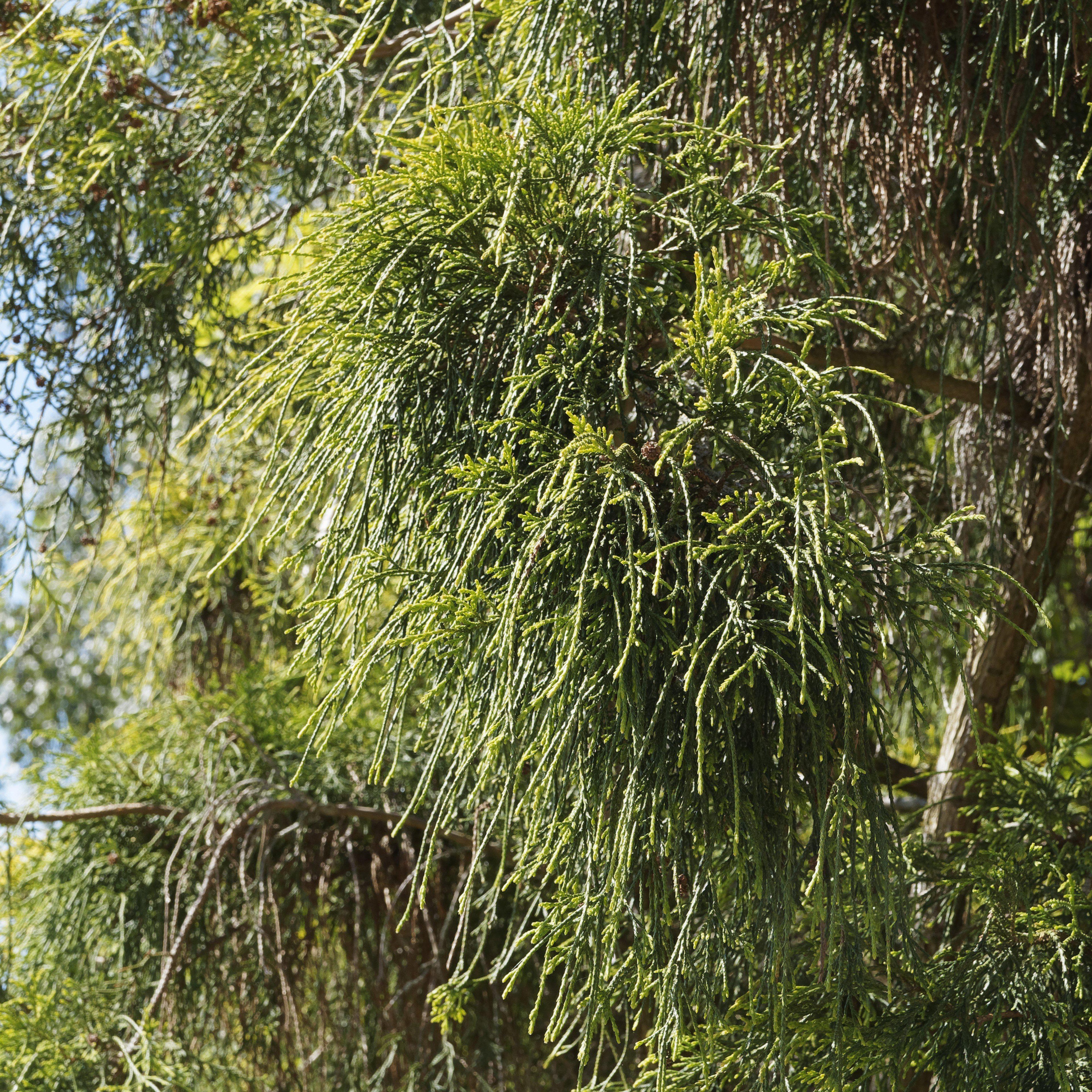 Chamaecyparis pisifera 'Aurea'  - Golden Sawara Cypress