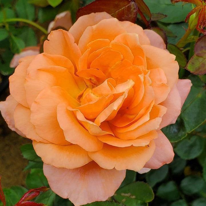 Rosa 'BAInce'  - Easy Elegance® Sweet Fragrance Rose