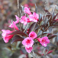 Weigela florida 'Spring 2’  - Bloomin Easy'® Stunner™ Weigela
