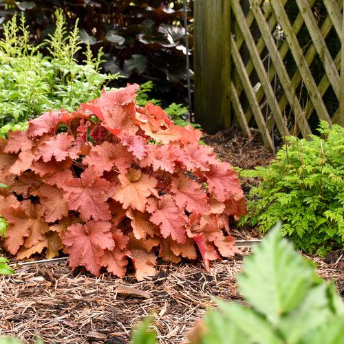 Heuchera 'Peachberry Ice'  - Primo® Peachberry Ice Heuchera