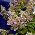 Hydrangea paniculata 'Hpopr013'  - Bloomin' Easy® Lava Lamp® Candelabra® Hydrangea
