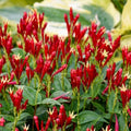 Spigelia marilandica 'Apple Slices'  - Apple Slices Indian Pink
