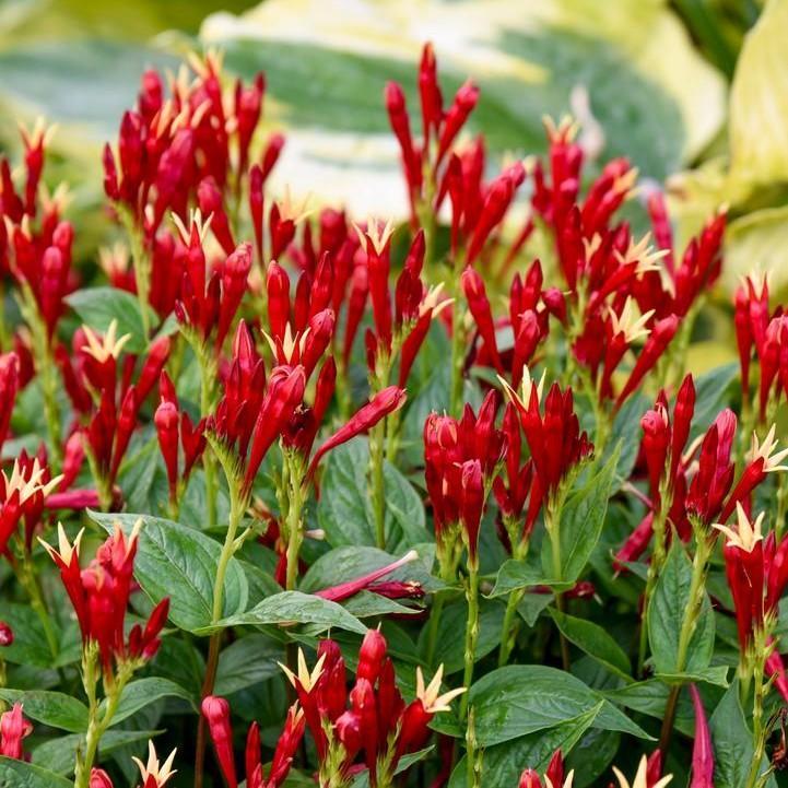 Spigelia marilandica 'Apple Slices'  - Apple Slices Indian Pink