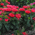 Monarda didyma 'Pardon My Cerise'  - Pardon My Cerise Bee Balm