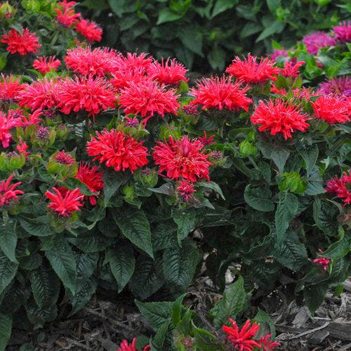 Monarda didyma 'Pardon My Cerise'  - Pardon My Cerise Bee Balm