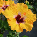Hibiscus rosa-sinensis 'Golden Globe'  - Hollywood™ Golden Globe™ Tropical Hibiscus