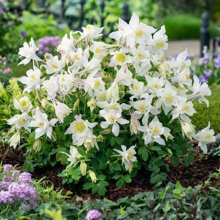 Earlybird White Columbine (Aquilegia) — Native Hummingbird Wildflower Perennial