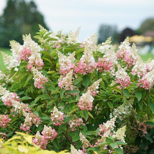 Hydrangea paniculata 'DVP PINKY'  - Pinky Winky® Hydrangea
