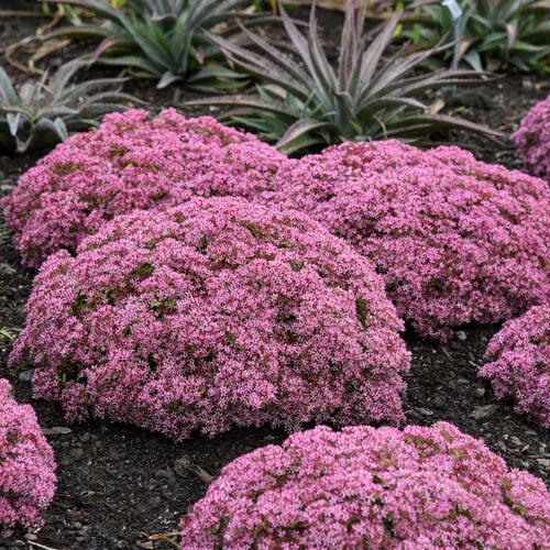 Pride and Joy Stonecrop (Sedum 'Pride And Joy') — Evergreen Pink Succulent