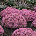 Pride and Joy Stonecrop (Sedum 'Pride And Joy') — Evergreen Pink Succulent
