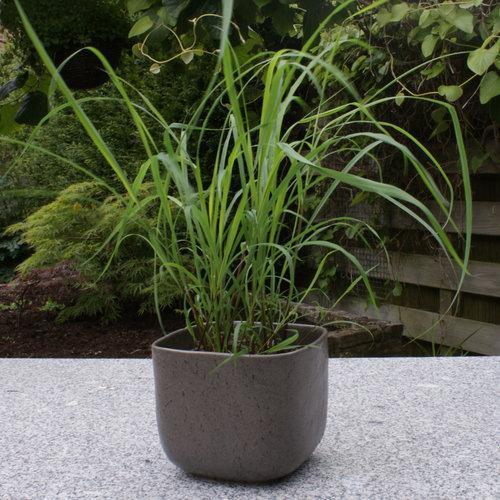 Cymbopogon citratus  - Lemongrass