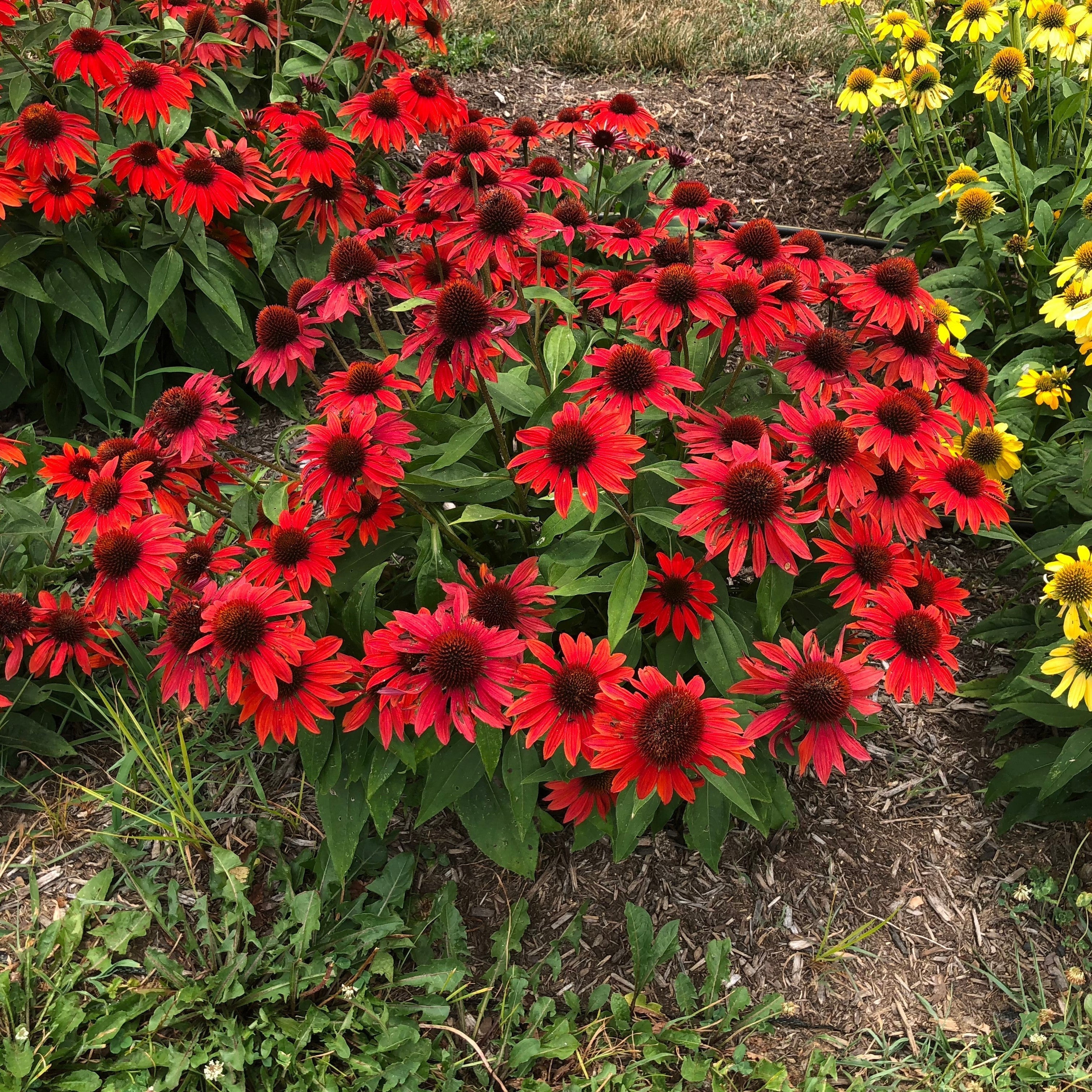 Echinacea x 'Balsomanita' PPAF  - Sombrero® Sangrita Coneflower