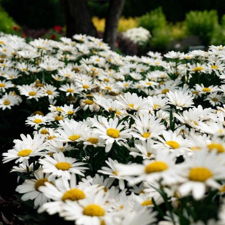 Leucanthemum x superbum 'LaGrande'  - Ooh La™ LaGrande Shasta Daisy